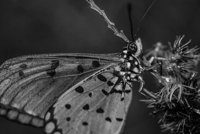 Close-up of butterfly