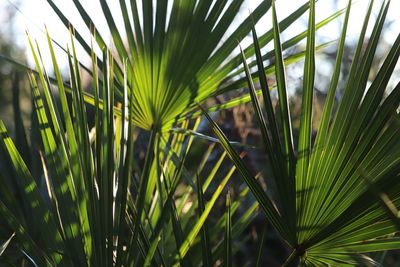 Close-up of palm tree