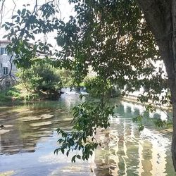 Reflection of trees in pond