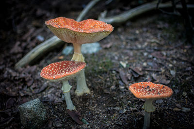 Close-up of fly agaric mushroom on field