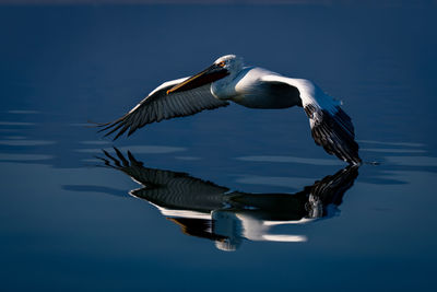 Close-up of pelican