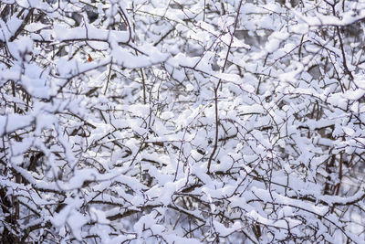 Close-up of frozen tree branches during winter