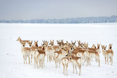 Herd of pronghorn on snow