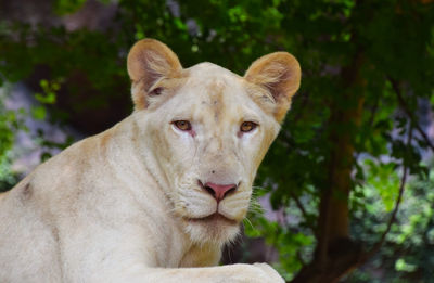 Close-up portrait of white lioness