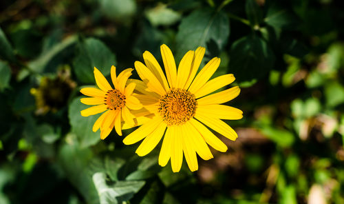 Close-up of yellow flowering plant