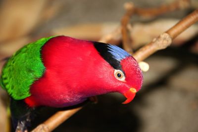 Close-up of parrot
