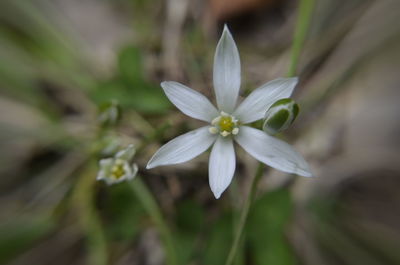 Close-up of white flower blooming outdoors