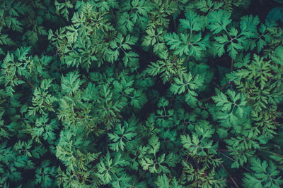 Close-up of plants growing in forest