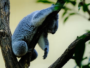 Close-up of monkey on tree