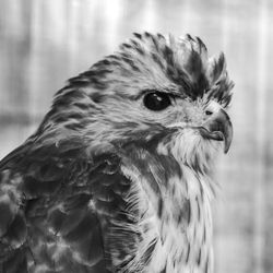 Close-up of a bird