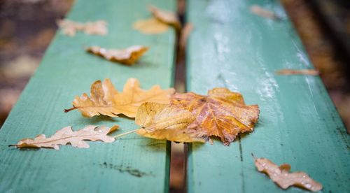 Close-up of maple leaf on wet autumn