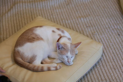 High angle view of cat sleeping