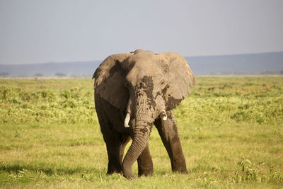 Elephant in amboseli national park, kenya