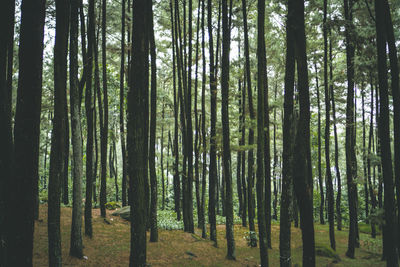 View of trees in forest