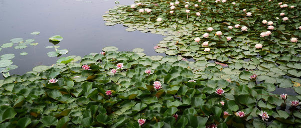 High angle view of water lily in lake