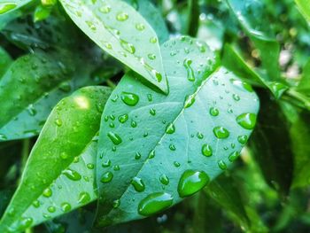 Close-up of leaves on leaf