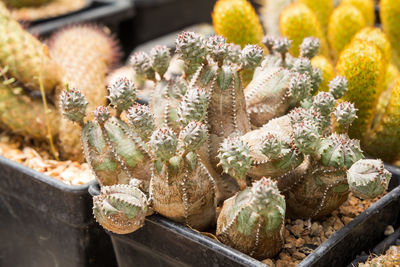 Close-up of succulent plant