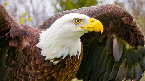 Close-up of eagle looking away