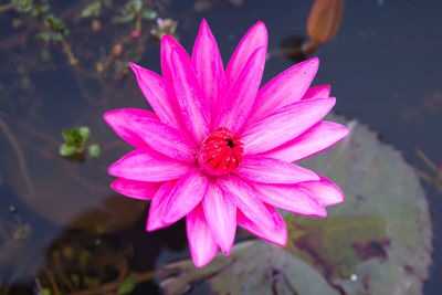 High angle view of pink flower
