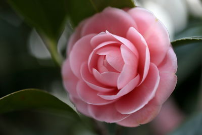 Close-up of pink rose