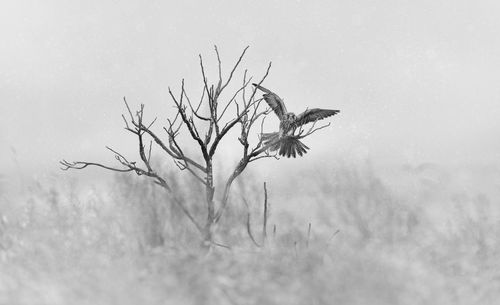 Kite perching on bare tree