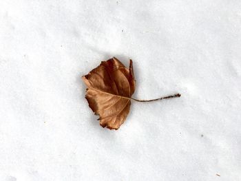 High angle view of dry leaf on white background