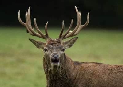 Portrait of stag standing on field