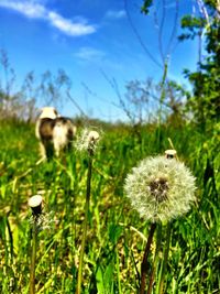 Close-up of dandelion flowers in field