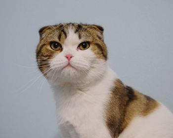 Close-up portrait of a cat against white background