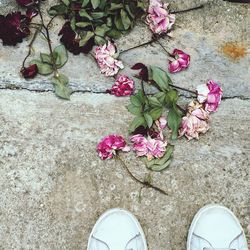 Low angle view of pink flowers