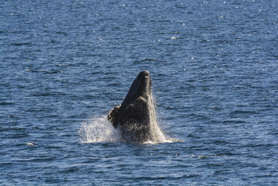 Close-up of whale swimming in sea