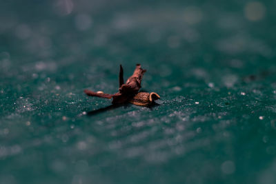 Close-up of crab on dry leaf