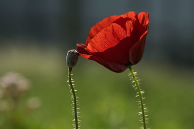 Close-up of backlit poppy