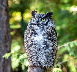 Portrait of owl perching on tree