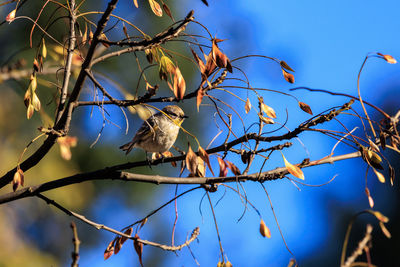 Low angle view of bird perching on branch