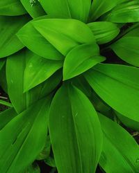 Full frame shot of fresh green leaves