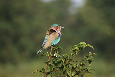 Close-up of bird perching on tree