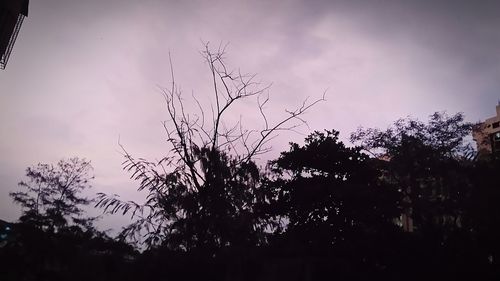 Low angle view of silhouette trees against sky