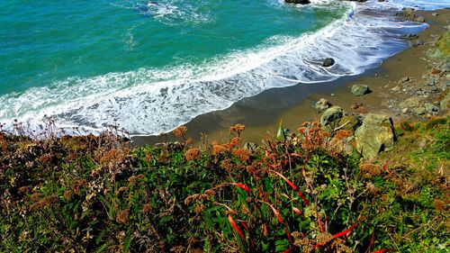 High angle view of red wildflowers and lacey waves and beach