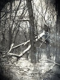 Bare trees in forest