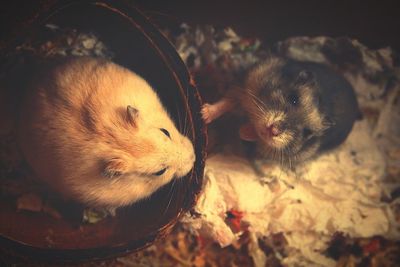 Close-up high angle view of hamsters