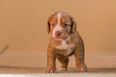 Close-up of brown puppy