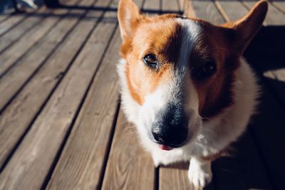 Close-up portrait of dog