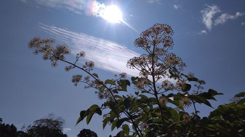 Low angle view of flowering plants against sky on sunny day