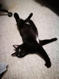 High angle portrait of cat relaxing at home