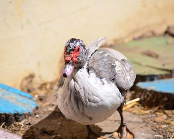 Close-up of muscovy duck