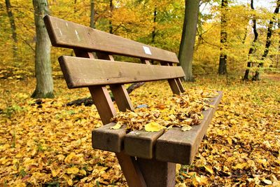 Bench in park during autumn