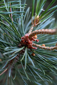 Close-up of pine cone on tree