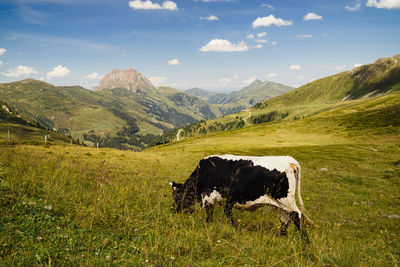 Cow in mountains