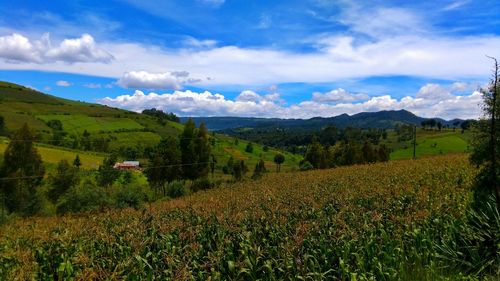 Scenic view of agricultural field against sky